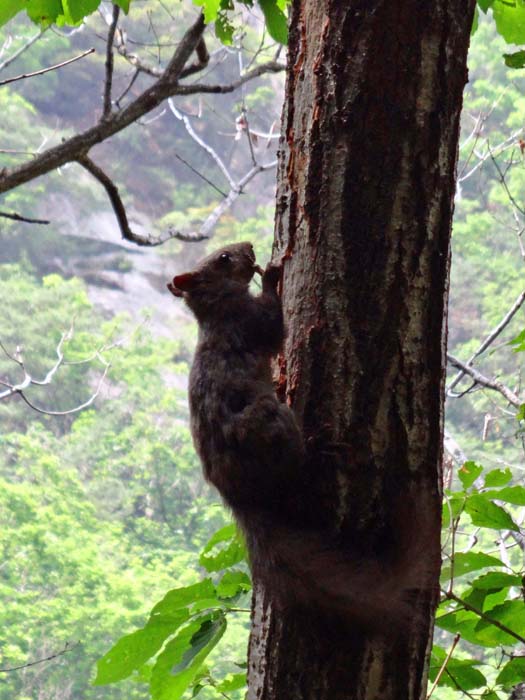 laut Guinness Buch der Rekorde ist Bukhansan der meistbesuchte Nationalpark weltweit; dennoch finden sich hier über 1300 verschiedene Pflanzen- und Tierarten