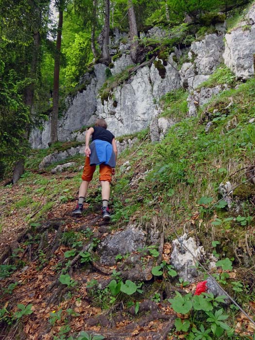 etliche Felsstufen und versicherte Stellen bringen Abwechslung in den schweißtreibenden Waldanstieg