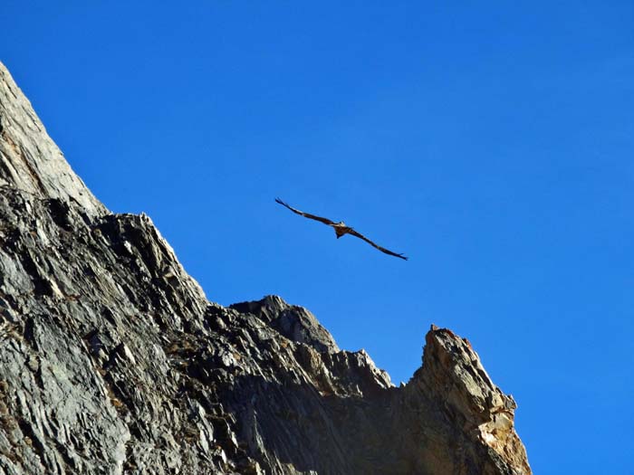 plötzlich taucht ein Steinadler auf; in der Region sind auch Gänsegeier und Bartgeier vertreten