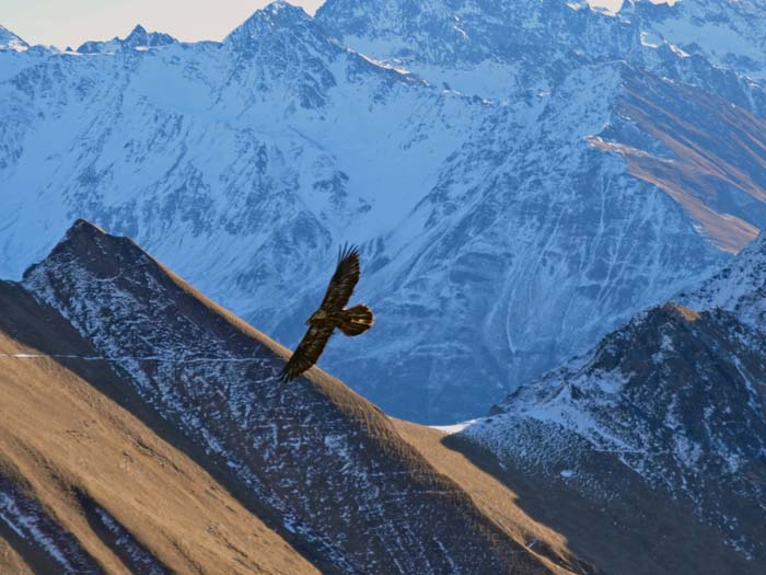 im eleganten Flug gut zu erkennen die starke Fingerung der Handschwingen und der relativ lange abgerundete Schwanz; im Hintergrund die Schobergruppe