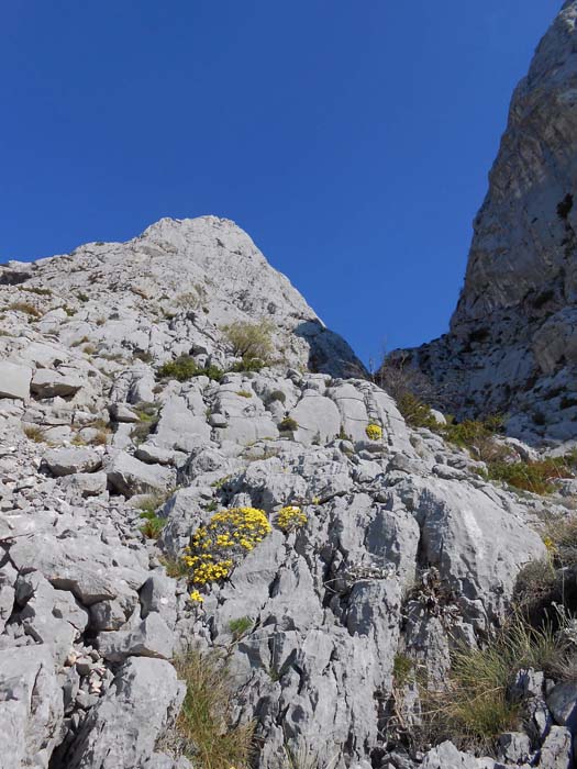 noch oberhalb des Fußpunktes der SO-Schlucht kann man durch eine bewachsene Rampenverschneidung (Schwierigkeitsgrad 2) an Höhe gewinnen und flach nach rechts in den Schluchtgrund einqueren