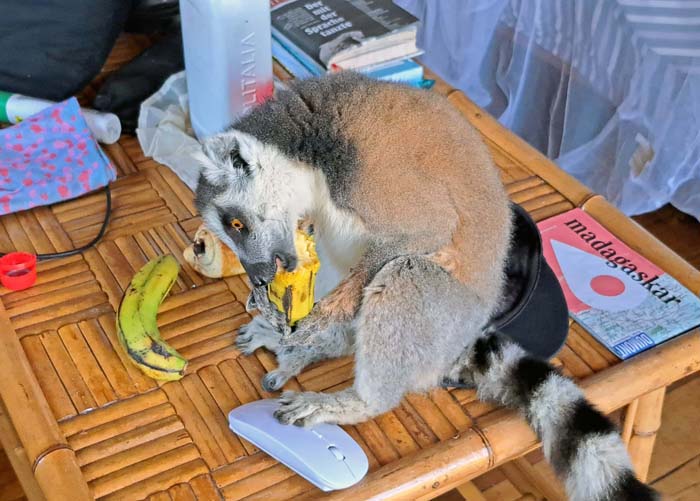 der Katta verdrückt eine Banane nach der anderen, ... der Katta verdrückt eine Banane nach der anderen, ...