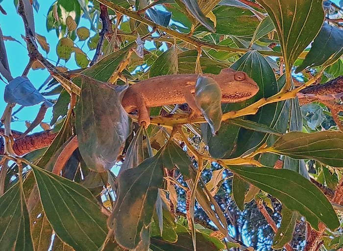 Chamäleon am Aufstieg ... Chamäleon am Aufstieg ...