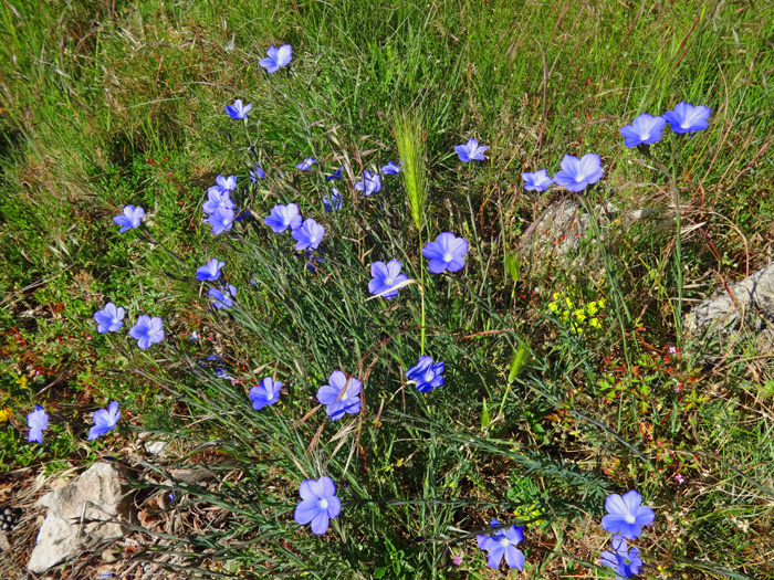 Abwechslung ist geboten: Blumenreichtum neben dem Sträßchen ...