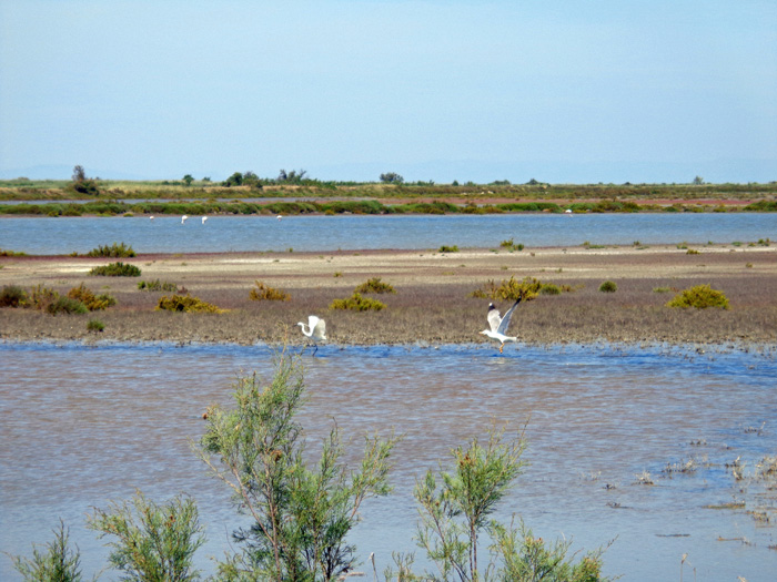 die Camargue, eines der wichtigsten Feuchtgebiete Europas