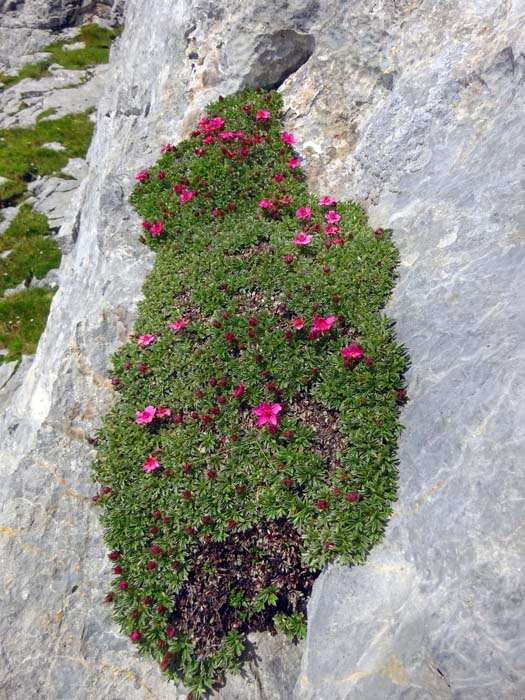 Südalpenfauna auf weit über 2500 m Seehöhe