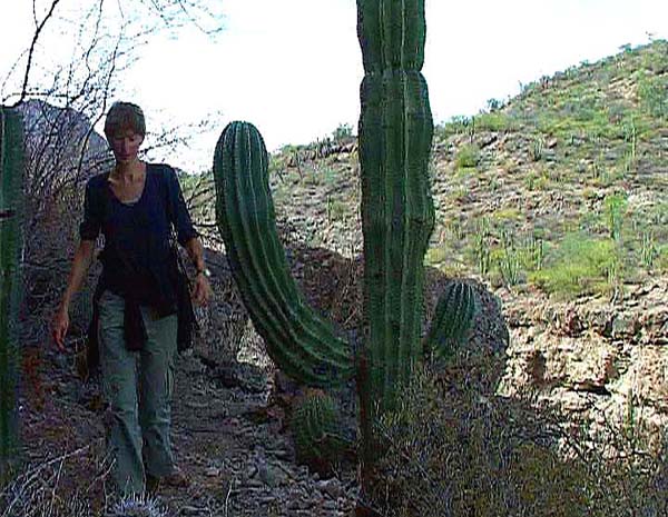 auf dem Rückweg vom Cerro Ulrica träumt Ulli bereits dem nächsten Bergabenteuer auf der Baja entgegen - dem Picacho del Diablo, 700 km Luftlinie weiter nördlich