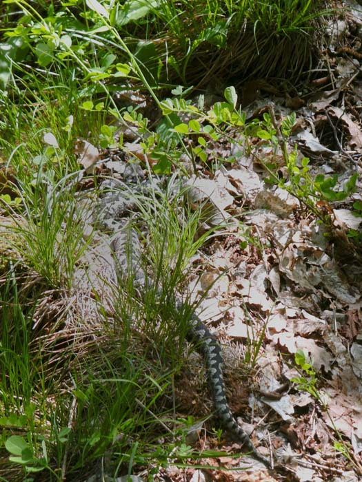 diese männliche Hornotter (Vipera ammodytes, auch Sandviper genannt, wird aber kaum jemals auf Sand gefunden) ist bezügl. der Giftmenge die gefährlichste Schlange des kontinentalen Europas, ihr Biss ist in seltenen Fällen sogar tödlich; Erich hat sie beim Sonnenbad erwischt, mitten auf dem markierten Steig. Sie ist prinzipiell nicht aggressiv, bewegt sich langsam, beißt aber im Sekundenbruchteil zu. Unsere heimische Kreuzotter ist vom Gift her zwar heftiger, gibt aber eine zu geringe Menge ab. Hornottern findet man übrigens im Norden bis Kärnten und der Südsteiermark, allerdings nicht solche Kaliber