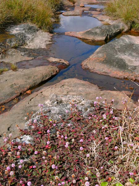 die Wasser sammeln sich ...