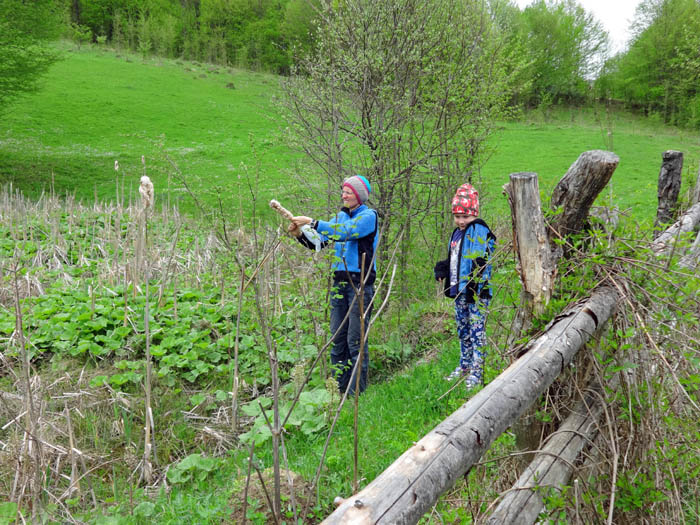 in den abgelegenen Tälern der Region findet Ulli eine bei uns längst geschützte Rohrkolbenart, ...