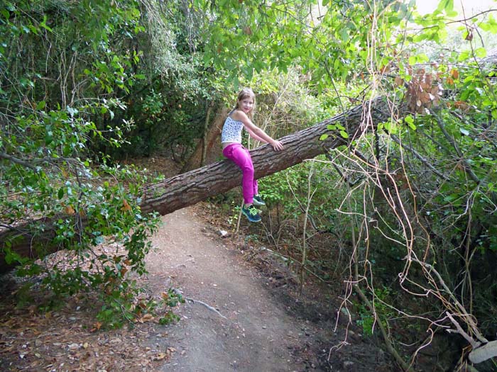 das Fahrsträßchen wird zum Waldweg ...