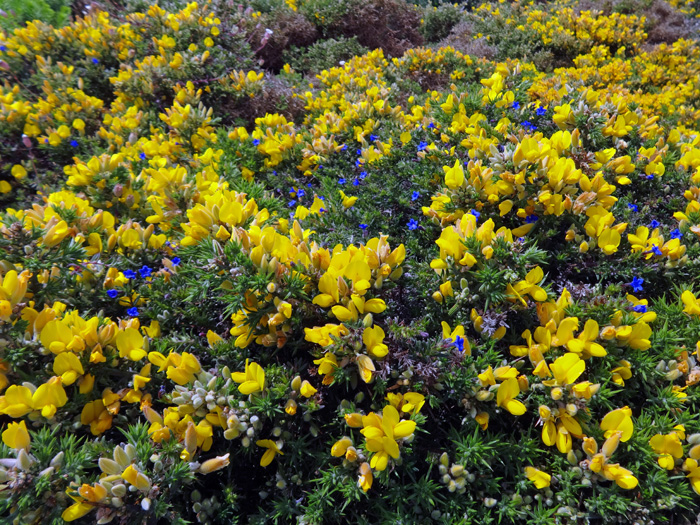 durch ein Meer von Blüten ...