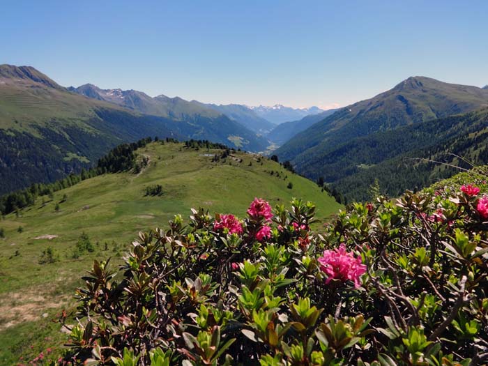 nach einer längeren ansteigenden Querung erreichen wir den Hirschbichl am Fuß der breiten NO-Flanke des Pfannhorns; wir blicken das Defereggental hinaus bis zur Schobergruppe