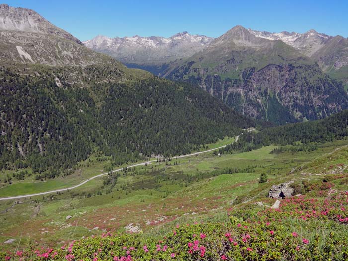 ... in die „Pfanne“; diese „lieblichen Bergwiesen“ sind aufgrund versteckter Unebenheiten unter dem knietiefen Bewuchs die unangenehmste Etappe der gesamten Runde