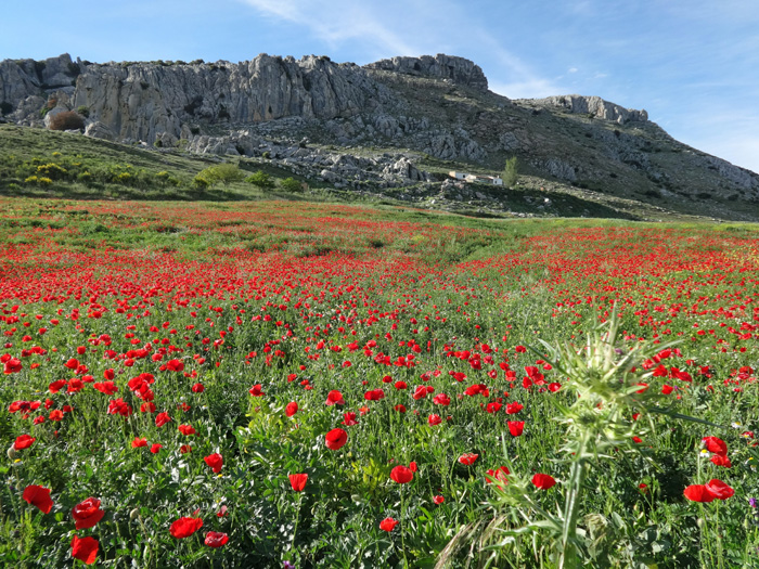 weite Mohnblumenfelder in der Sierra Subbética