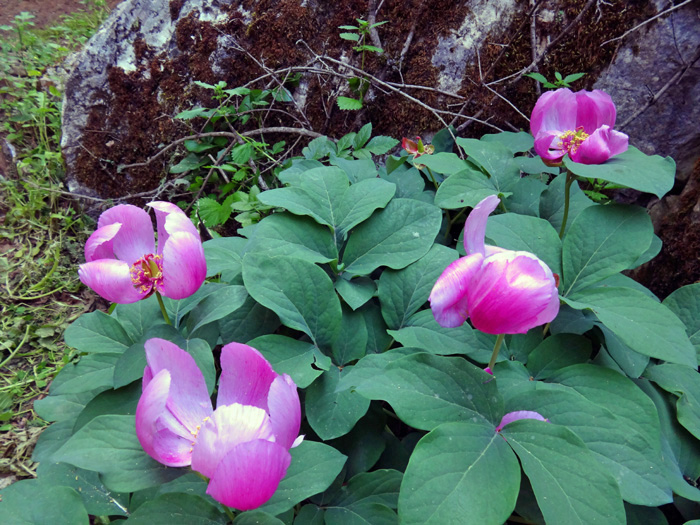 mehr als 600 Pflanzenarten, darunter 30 Arten wilder Orchideen findet man auf El Torcal