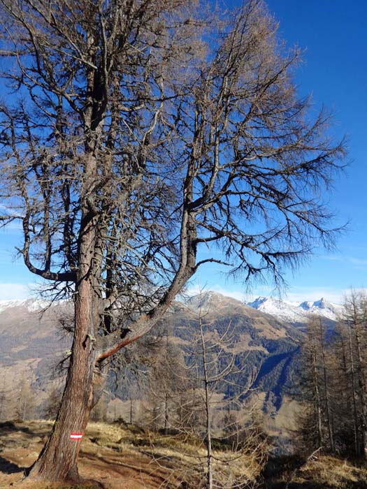 Lärche am Abstieg zur Schoberalm