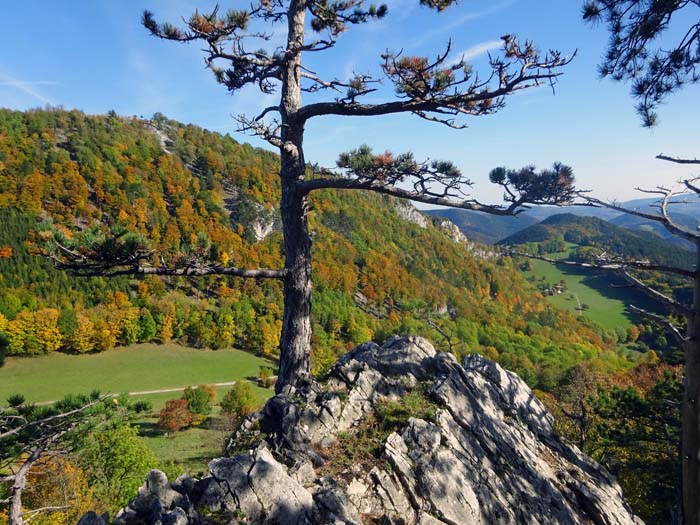 der Schindelbodengrat ist gut im Wald verborgen und noch spielerischer als die Grate drüben am Geißstein