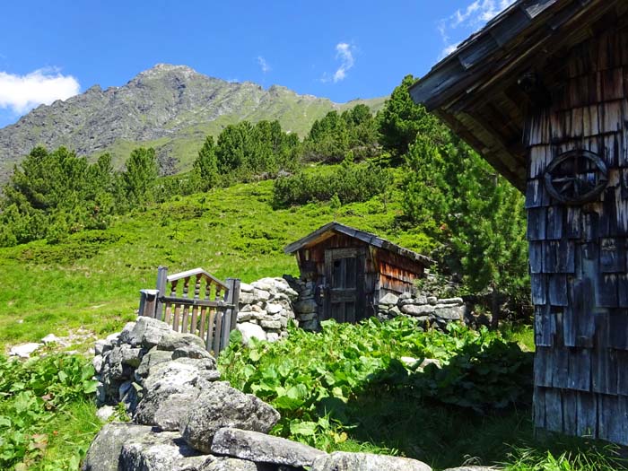 von der Hütte nicht am horizontal nach Süden verlaufenden Jagdsteig der AMap weiter, sondern wenige Meter gegen den Schrotkopf hinauf ...