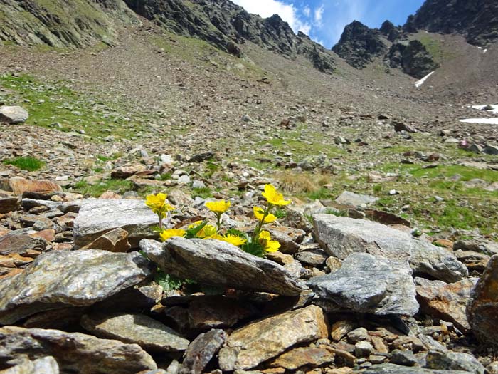 wir wollen diesmal aufgrund der Gewittergefahr ohnehin nicht zum Gumriaul; erste Vegetation unter der Südl. Gölbnerscharte wir wollen diesmal aufgrund der Gewittergefahr ohnehin nicht zum Gumriaul; erste Vegetation unter der Südl. Gölbnerscharte