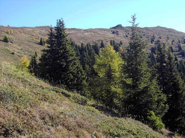 an der Waldgrenze überblickt man den verbleibenden Aufstieg am NW-Kamm bis zum Gipfel