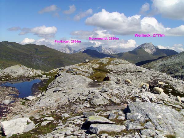 Schafherde in der Oberen Schmalzgrube, dahinter die Radstädter Tauern