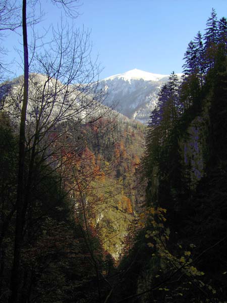 der Gr. Kesselgraben gegen NO (Schneeberg)