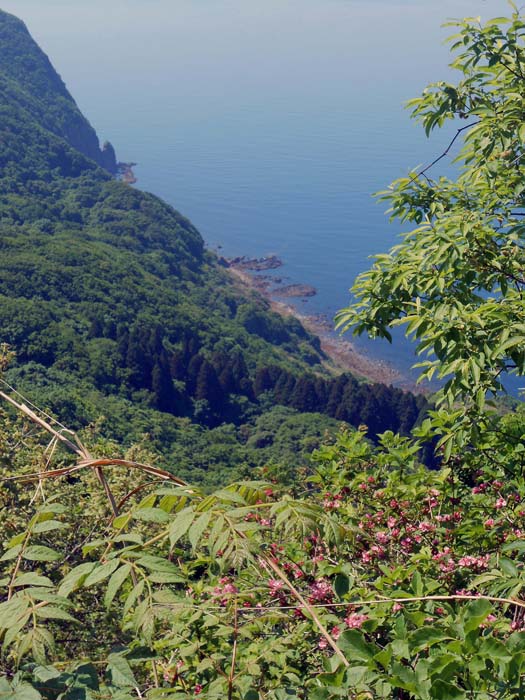 heute ist die Hakodate-Halbinsel ein  riesiger botanischer Garten mit 600 Pflanzenarten, die 50-jährige Sperre des Militärs hat sich - ähnlich wie bei der demilitarisierten Zone zwischen Nord- und Südkorea - äußerst positiv auf Flora und Fauna ausgewirkt; Blick auf die Südküste