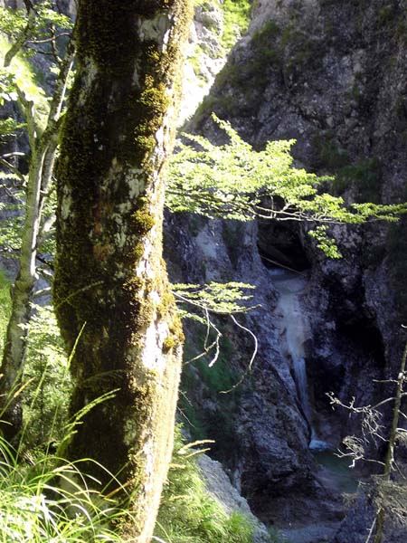 wer trotzdem Einblick in die untere Schlucht erhalten will, kann weglos den nördl. begleitenden Wald- und Schrofenhang ersteigen