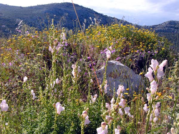 besonders im Frühjahr ist der Blumenreichtum auf der Insel überwältigend