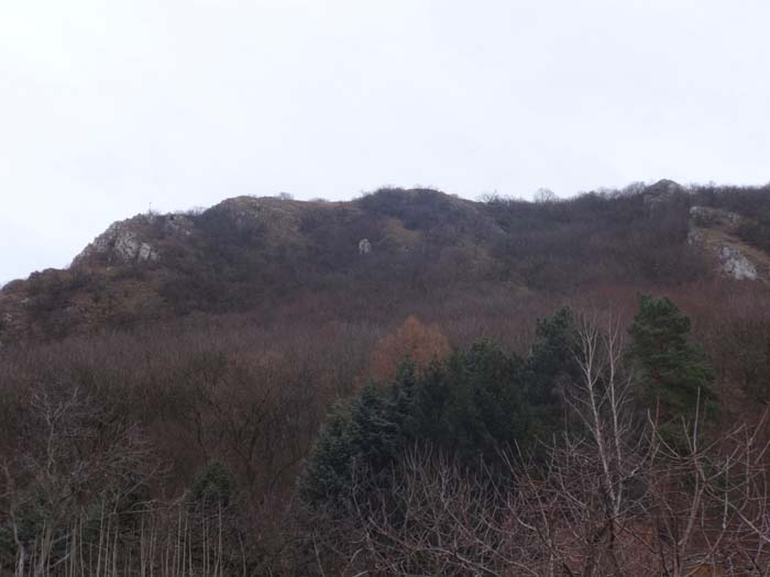 wer sich auf dieser eigenartigen Karpatenrunde mehr Abenteuer wünscht, der sei auf die weglose NW-Flanke mit seinen felsig-schrofigen Spornen verwiesen; nach dem Schlossberg oberhalb der Carnuntumstraße nach rechts und weglos über steile erdige Hänge an die Fußpunkte der gratartigen Aufschwünge. Der erste (nördlichste, im Bild links) ist auch der markanteste, der zweite ist schärfer, die Kletterstellen allerdings noch kürzer. Auch die Kombination beider mit schrägem Abstieg vom Vermessungszeichen des ersten durch die Waldmulde zum Einstieg des zweiten ist machbar