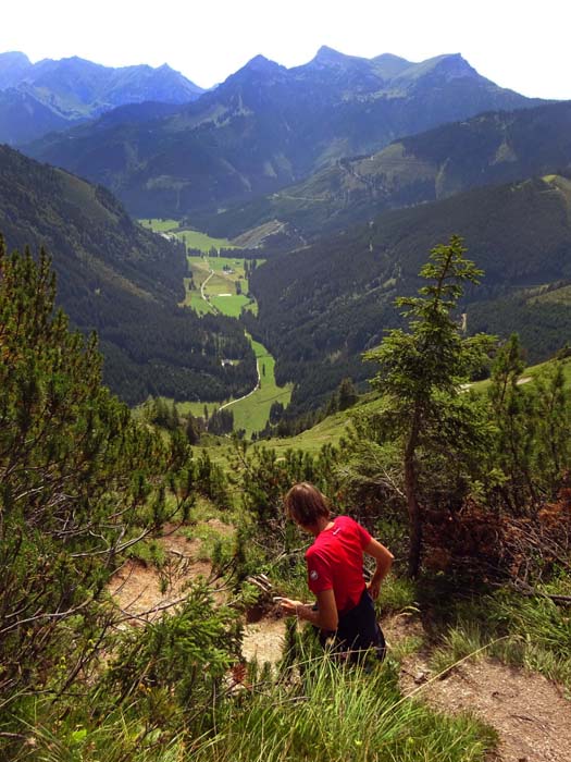 vom bewaldeten Halskogel hat man dann noch 300 Hm Abstieg ...