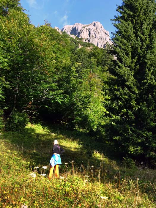 den Kampensattel erreicht man aus der letzten Kehre vor der Alm zunächst auf einem Jagdsteig, dann auf Wildspuren; durch Wald und Buchengestrüpp, ...