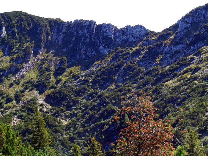 beim Übergang zum Rosskogel kann man zwischen der ausgesetzten, versicherten Gratvariante oder den Latschenhängen darunter wählen