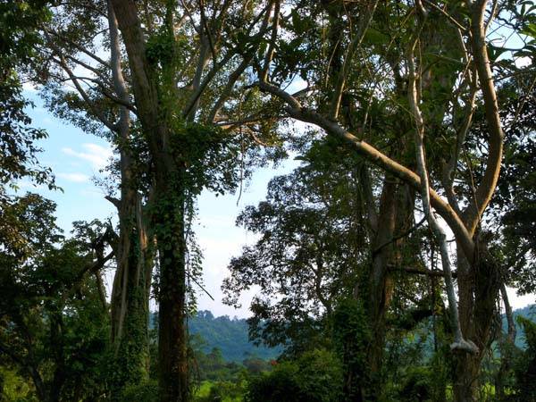 hinter den Auwäldern steigen die dschungelbedeckten Hügel 2000 Hm hinauf bis zum Hochland von Meghalaya an der Grenze zu Bangladesch