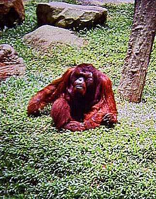 ... und Fauna Borneos vermitteln; Orang Utans kommen heute nur mehr auf Sumatra und Borneo in Höhen bis 1500 m vor, das Glück, sie in freier Wildbahn zu beobachten, wird einem nur selten zuteil, da sie sehr scheu sind