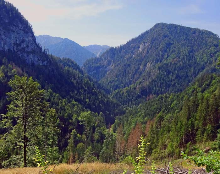 der unberührte Klausgraben, durch den sich die Salza fern jeder Straße ihren Weg zwischen Gutenbrand (Ybbstaler Alpen) und Zeller Staritzen (links) gebahnt hat; Blick aus Nordost, im Hintergrund die Hochschwabwände