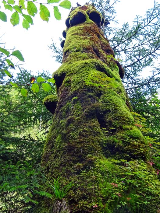 ... in dem man sich in einem Nationalpark der Nordamerikanischen Westküste wähnt