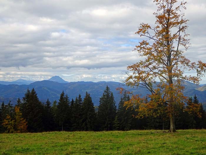 ... und weiten Almflächen mit Ötscherblick