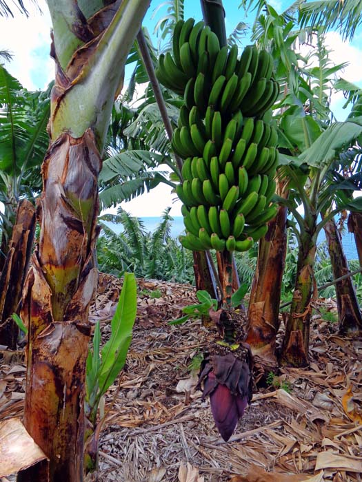 Bananen sind das Hauptexportgut von La Palma