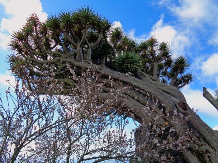 der Drachenbaum ist eine Besonderheit von La Palma, er ist eigentlich kein echter Baum sondern gehört zur Familie der Spargelgewächse