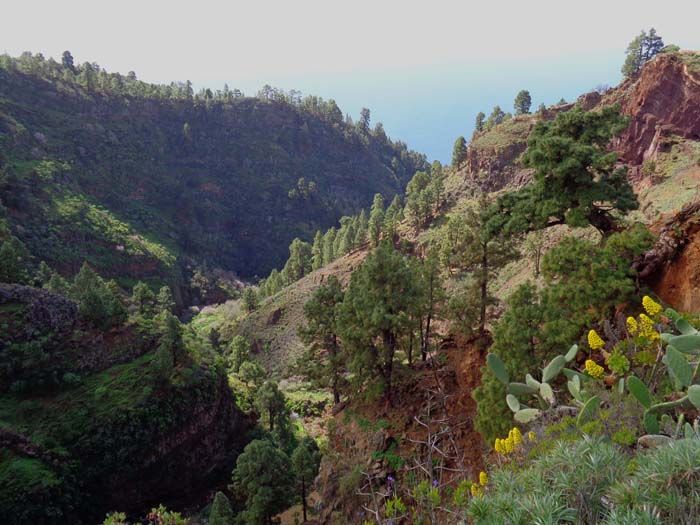 Tiefblick vom Mirador de la Gracias in den Barranco del Roque