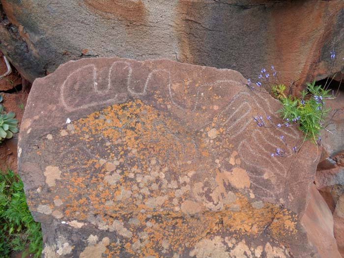 ... treffen wir in einem begrünten schluchtartigen Einschnitt auf die Petroglyphen eines Versammlungsplatzes der Guanchen, der Ureinwohner La Palmas