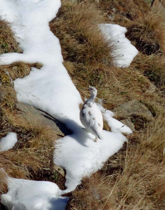 Alpenschneehuhn