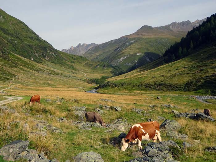 ein breiter Fahrweg - Teil der berühmten MTB-Rieserferner-Runde - führt durch großartige Landschaft - mit dem Rad erspart man sich in unserem Fall 14 km Fußmarsch in einer Richtung ein breiter Fahrweg - Teil der berühmten MTB-Rieserferner-Runde - führt durch großartige Landschaft - mit dem Rad erspart man sich in unserem Fall 14 km Fußmarsch in einer Richtung