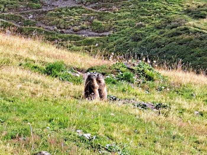 die tagaktiven Murmeltiere gehören zu den Echten Erdhörnchen und können mit bis zu sieben Kilogramm Körpergewicht bis zu 15 Jahre alt werden; sie sind fleißige Baumeister: ihre Gänge können bis über 100 m lang werden, inklusive Sackgassen, die als Toiletten benutzt werden die tagaktiven Murmeltiere gehören zu den Echten Erdhörnchen und können mit bis zu sieben Kilogramm Körpergewicht bis zu 15 Jahre alt werden; sie sind fleißige Baumeister: ihre Gänge können bis über 100 m lang werden, inklusive Sackgassen, die als Toiletten benutzt werden