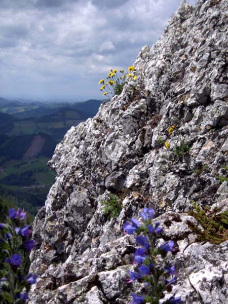 Blumenreichtum am Felsriff