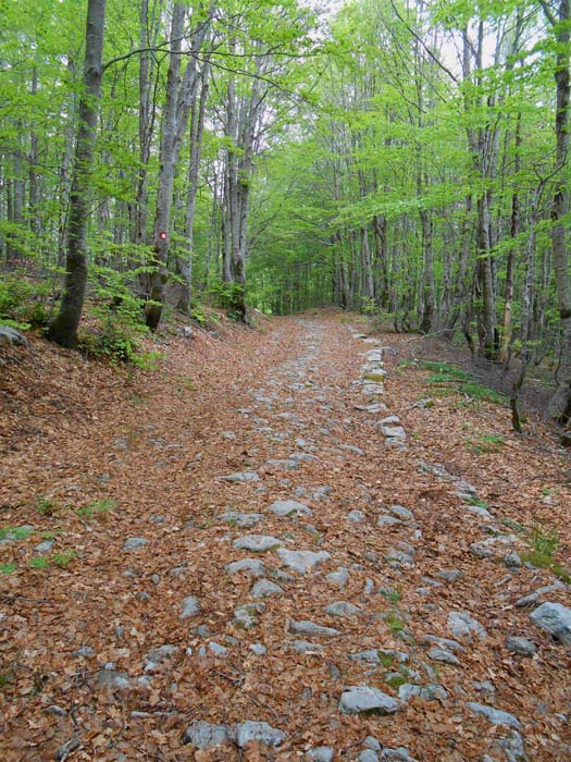 fast der gesamte Anstieg verläuft durch Laubwälder über einen 100 Jahre alten Militärweg