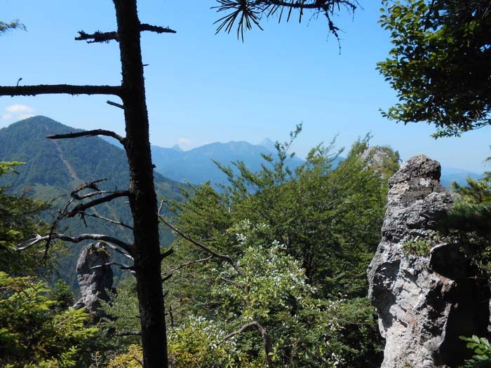 vom Vorgipfel schält sich der schneidige Grat aus dem Hochwald