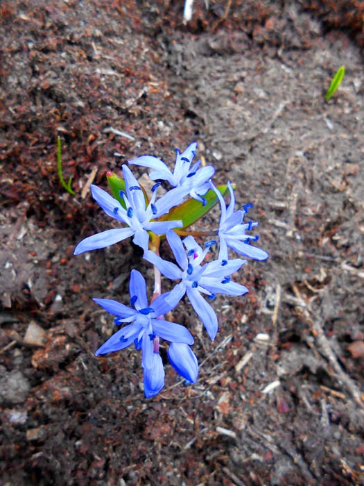 wo der Schnee wegschmilzt, erobern sofort Blumen das Terrain